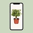 Ficus Benjamina Kinky kamerplant 28 cm potmaat 12 cm