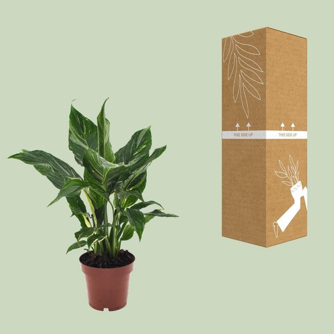 Spathiphyllum Diamond Zimmerpflanze 40 cm Topfmaß 12 cm