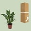 Spathiphyllum Diamond houseplant 40 cm pot size 12 cm
