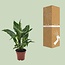 Spathiphyllum Diamond kamerplant 40 cm potmaat 12 cm
