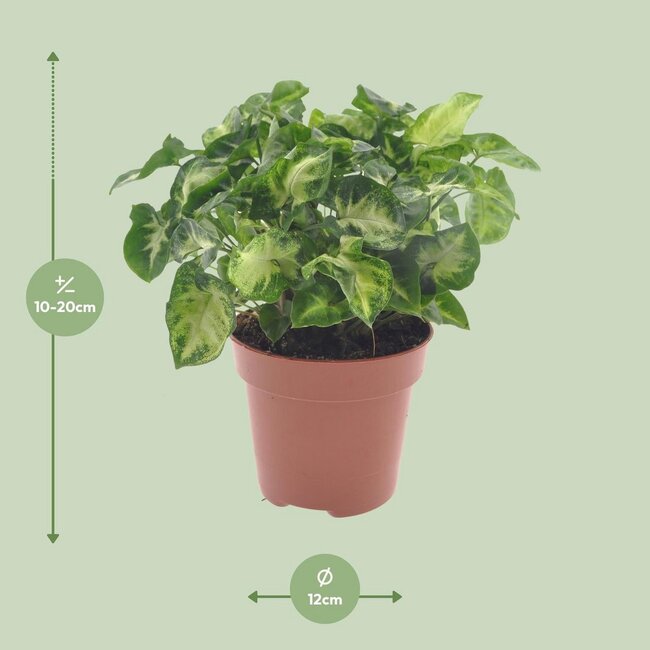 Syngonium Pixie houseplant 20 cm pot size 12 cm
