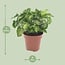 Syngonium Pixie Zimmerpflanze 20 cm Topfmaß 12 cm