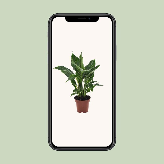 Spathiphyllum Diamond houseplant 40 cm pot size 12 cm