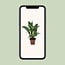 Spathiphyllum Diamond houseplant 40 cm pot size 12 cm