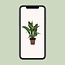 Spathiphyllum Diamond kamerplant 40 cm potmaat 12 cm
