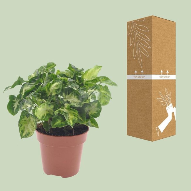 Syngonium Pixie houseplant 20 cm pot size 12 cm