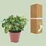 Syngonium Pixie houseplant 20 cm pot size 12 cm