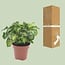 Syngonium Pixie Zimmerpflanze 20 cm Topfmaß 12 cm