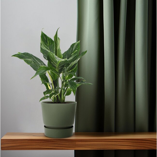 Spathiphyllum Diamond kamerplant 40 cm potmaat 12 cm