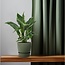 Spathiphyllum Diamond kamerplant 40 cm potmaat 12 cm