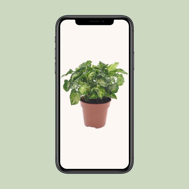 Syngonium Pixie houseplant 20 cm pot size 12 cm
