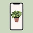 Syngonium Pixie houseplant 20 cm pot size 12 cm