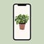 Syngonium Pixie kamerplant 20 cm potmaat 12 cm