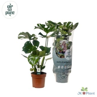 Koning Bamboe Monstera Deliciosa kamerplant 55 cm