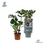 Monstera Deliciosa kamerplant 55 cm potmaat 17 cm