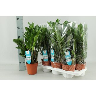 Koning Bamboe Zamioculcas Zamiifolia kamerplant 55 cm