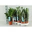Zamioculcas Zamiifolia kamerplant 55 cm potmaat 14 cm