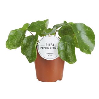 Koning Bamboe Pilea Sugar kamerplant 20 cm