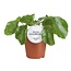 Pilea Sugar kamerplant 20 cm potmaat 13 cm
