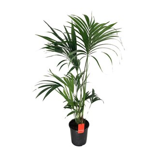 Koning Bamboe Howea Forsteriana houseplant 130 cm