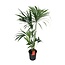 Howea Forsteriana kamerplant 130 cm potmaat 24 cm
