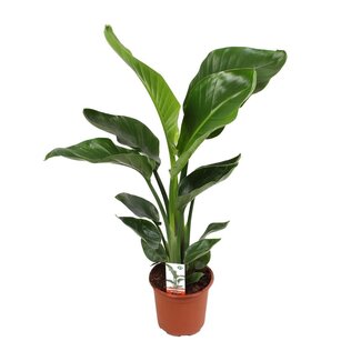 Koning Bamboe Strelitzia Nicolai Zimmerpflanze 70 cm