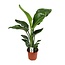 Strelitzia Nicolai kamerplant 70 cm potmaat 17 cm