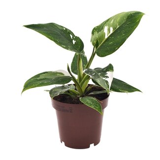 Koning Bamboe Philodendron White Princess houseplant 25 cm