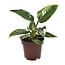 Philodendron White Princess houseplant 25 cm pot size 12 cm