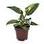 Philodendron White Princess Zimmerpflanze 25 cm Topfmaß 12 cm