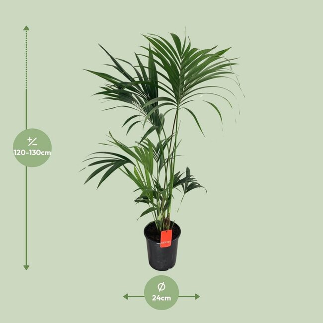 Howea Forsteriana Zimmerpflanze 130 cm Topfmaß 24 cm