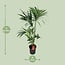 Howea Forsteriana houseplant 130 cm pot size 24 cm