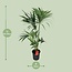 Howea Forsteriana kamerplant 130 cm potmaat 24 cm