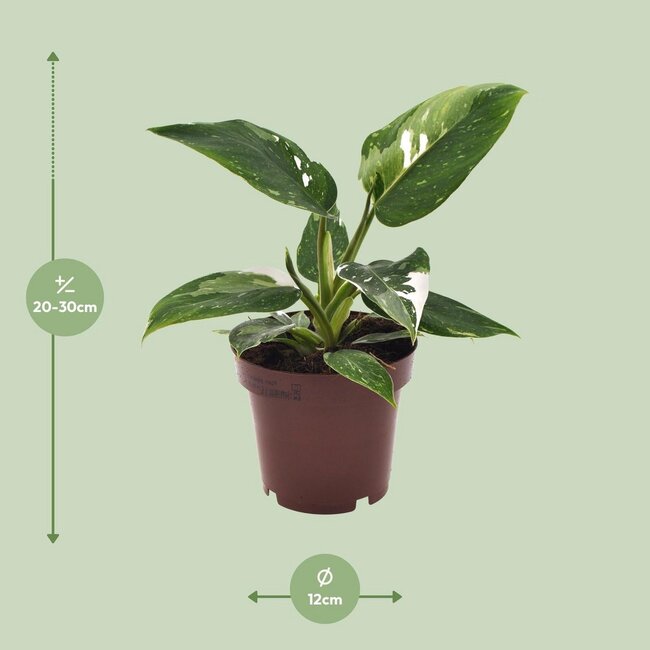 Philodendron White Princess houseplant 25 cm pot size 12 cm