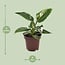 Philodendron White Princess kamerplant 25 cm potmaat 12 cm