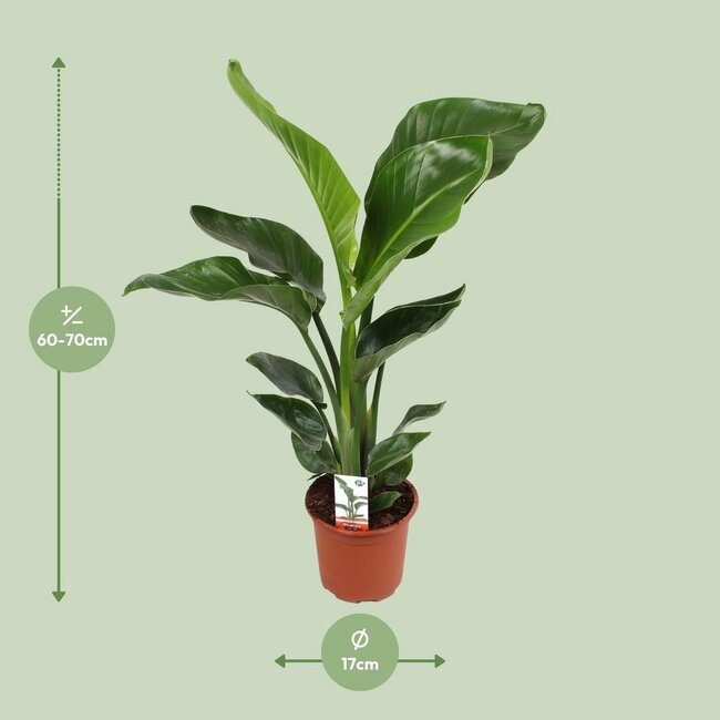 Strelitzia Nicolai houseplant 70 cm pot size 17 cm