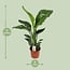 Strelitzia Nicolai houseplant 70 cm pot size 17 cm