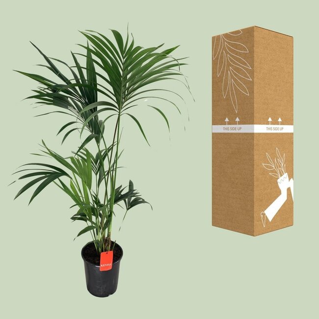 Howea Forsteriana kamerplant 130 cm potmaat 24 cm