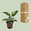 Philodendron White Princess kamerplant 25 cm potmaat 12 cm