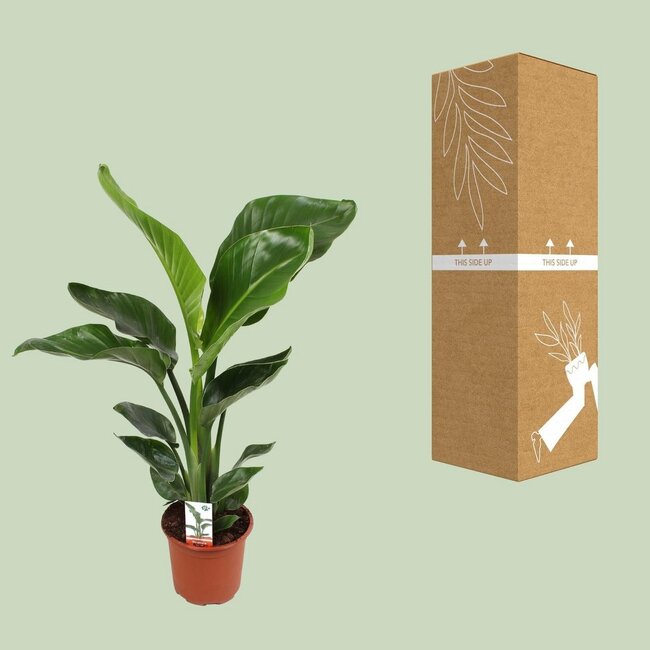 Strelitzia Nicolai kamerplant 70 cm potmaat 17 cm