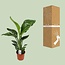 Strelitzia Nicolai Zimmerpflanze 70 cm Topfmaß 17 cm