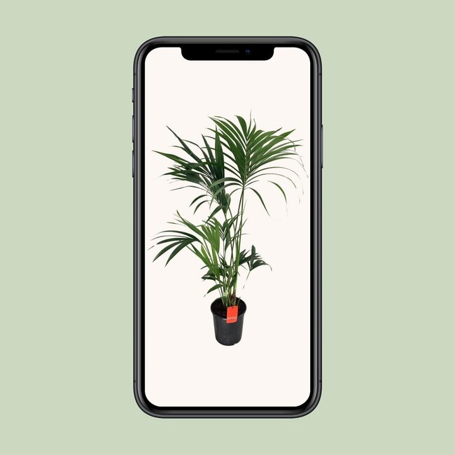 Howea Forsteriana kamerplant 130 cm potmaat 24 cm