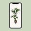 Howea Forsteriana houseplant 130 cm pot size 24 cm