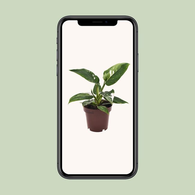 Philodendron White Princess kamerplant 25 cm potmaat 12 cm