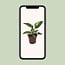 Philodendron White Princess houseplant 25 cm pot size 12 cm