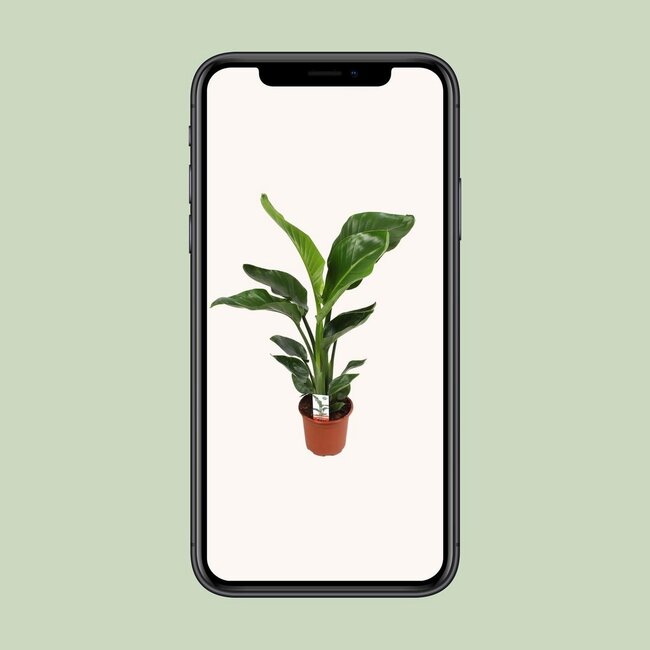 Strelitzia Nicolai houseplant 70 cm pot size 17 cm