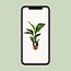 Strelitzia Nicolai houseplant 70 cm pot size 17 cm