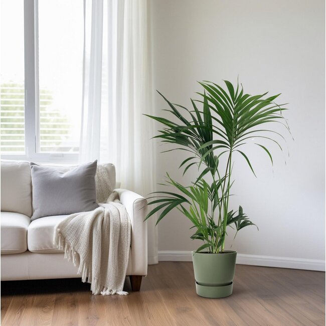 Howea Forsteriana kamerplant 130 cm potmaat 24 cm