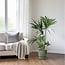 Howea Forsteriana houseplant 130 cm pot size 24 cm