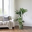 Howea Forsteriana kamerplant 130 cm potmaat 24 cm